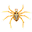 Spider Web