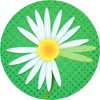 雏菊花瓣